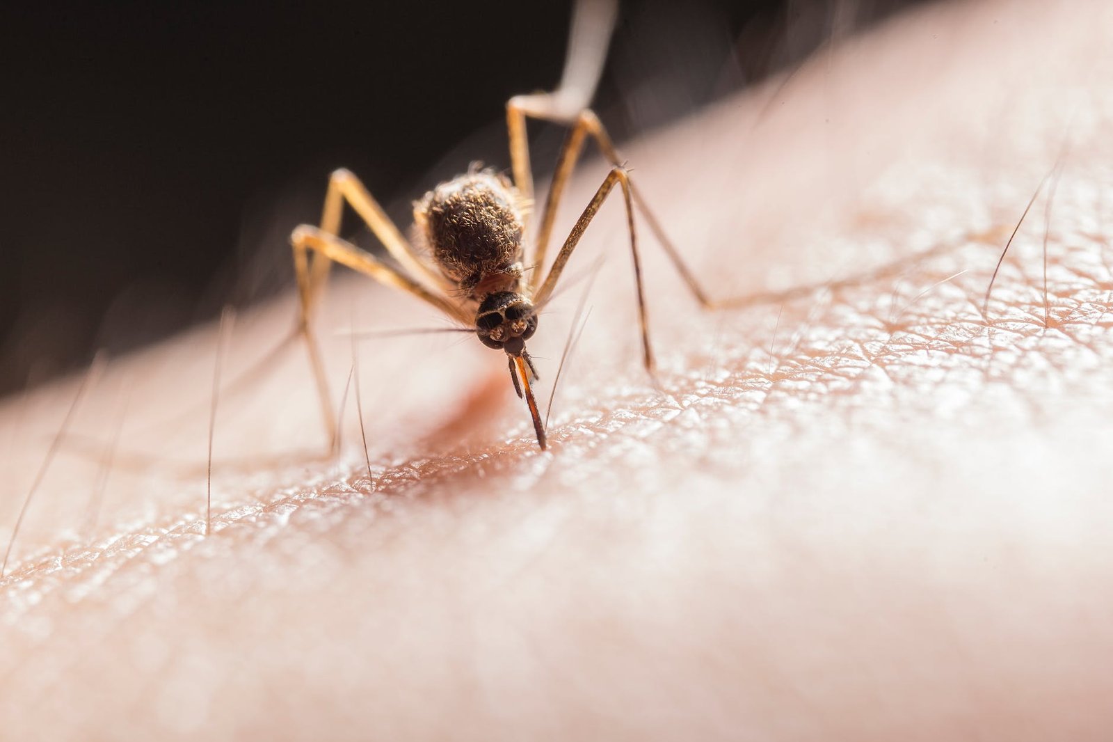 WHO Malaria Report: Escalating Threat of Climate Change Unveiled in Alarming Findings