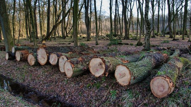 Tree cutting