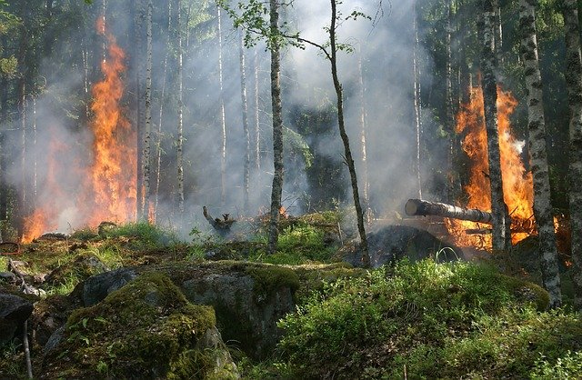 Global Deforestation Crisis